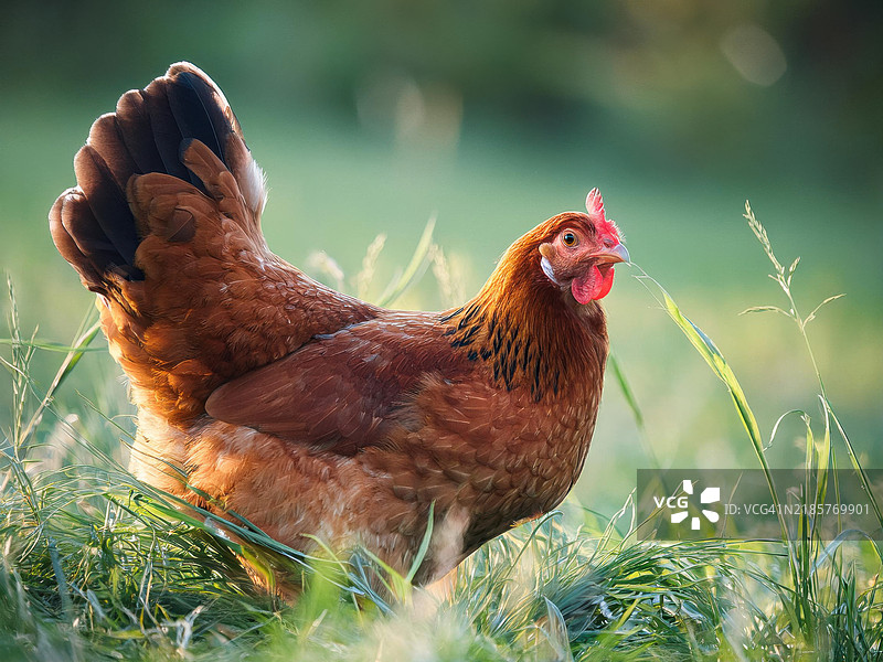 公鸡特写图片素材