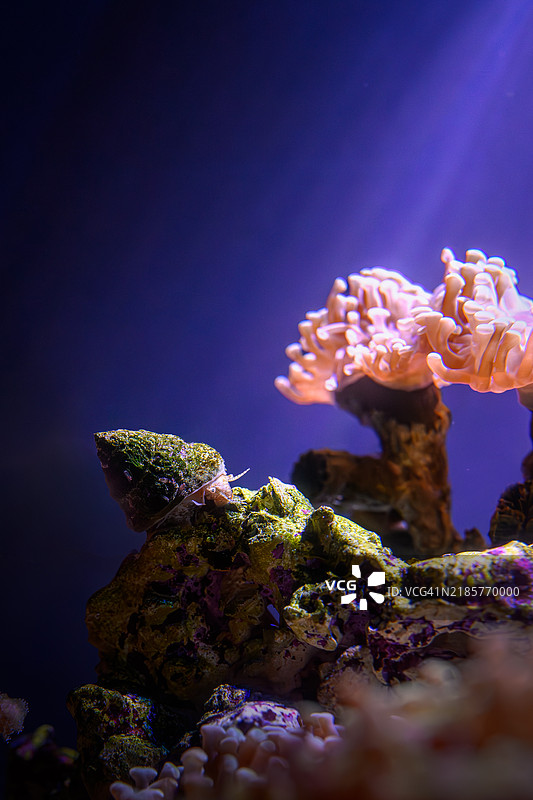 加利福尼亚州长滩海域的珊瑚特写图片素材