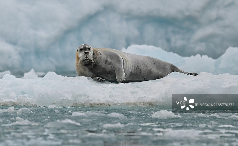 冰上的海豹特写图片素材