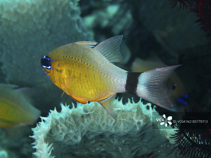 黄色鱼带有黑色条纹，黑带红雀鱼，太阳红雀鱼（Ostorhinchus aureus）（Apogon aureus），在海绵旁边，潜水地点双礁，佩尼亚潘，巴厘岛，印度尼西亚，亚洲图片素材
