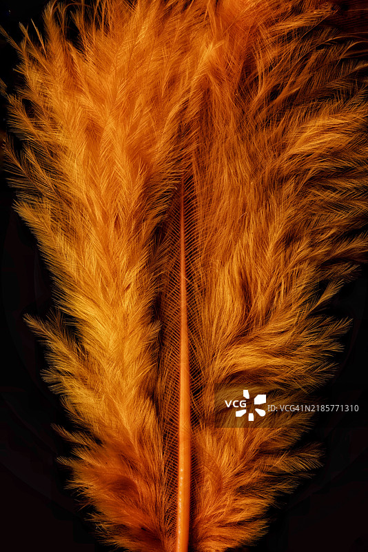 黑色背景下的羽毛特写图片素材