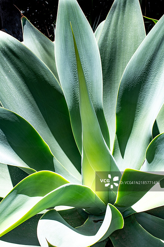 当你近距离观察时，世界是如此惊人，亚利桑那州，美国图片素材