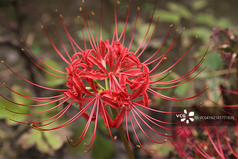 红色花朵特写，纽约，美国图片素材