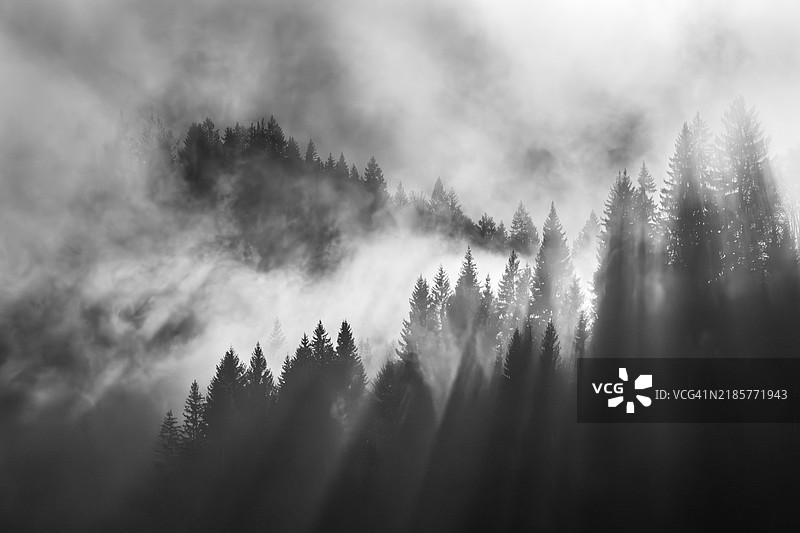 森林中的树木与天空相映成趣图片素材