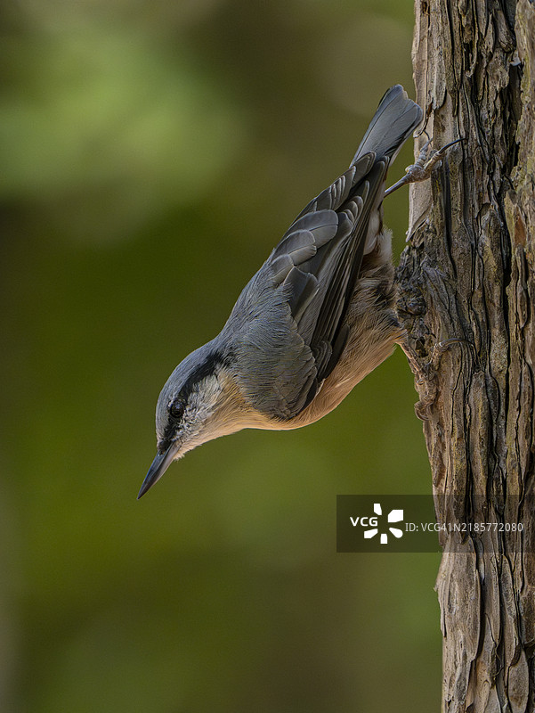 树上栖息的歌雀特写镜头图片素材