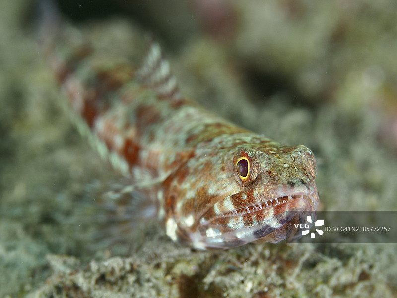 近距离拍摄一条具有伪装图案的蜥蜴鱼（Synodus variegatus），位于沙质海床，潜水地点为巴厘岛佩穆特兰的“亲密接触”。图片素材