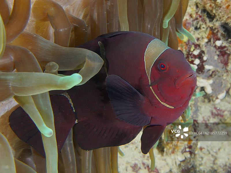 红色海葵鱼、天鹅绒海葵鱼、刺海葵鱼（Amphiprion biaculeatus），在印度尼西亚巴厘岛门贾干的珊瑚礁海葵中，潜水地点为珊瑚花园。图片素材
