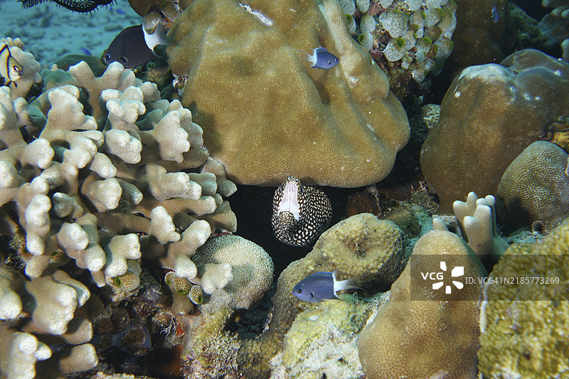 多样的珊瑚、小鱼和珍珠鳗（白口鳗，Gymnothorax meleagris）在礁石上，潜水地点为珊瑚花园，孟加恩，巴厘岛，印度尼西亚，亚洲图片素材