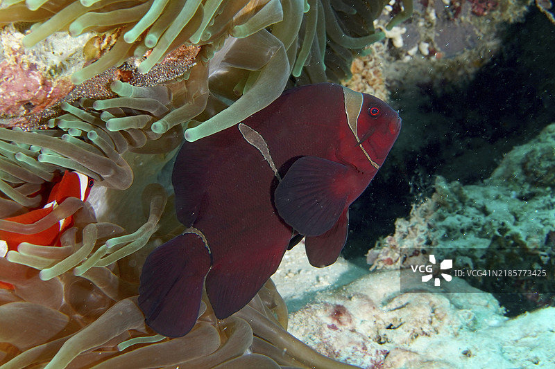 红色天鹅绒海葵鱼，刺海葵鱼（Amphiprion biaculeatus）在海葵的触手间游动，潜水地点：珊瑚花园，门贾干，巴厘岛，印度尼西亚，亚洲图片素材