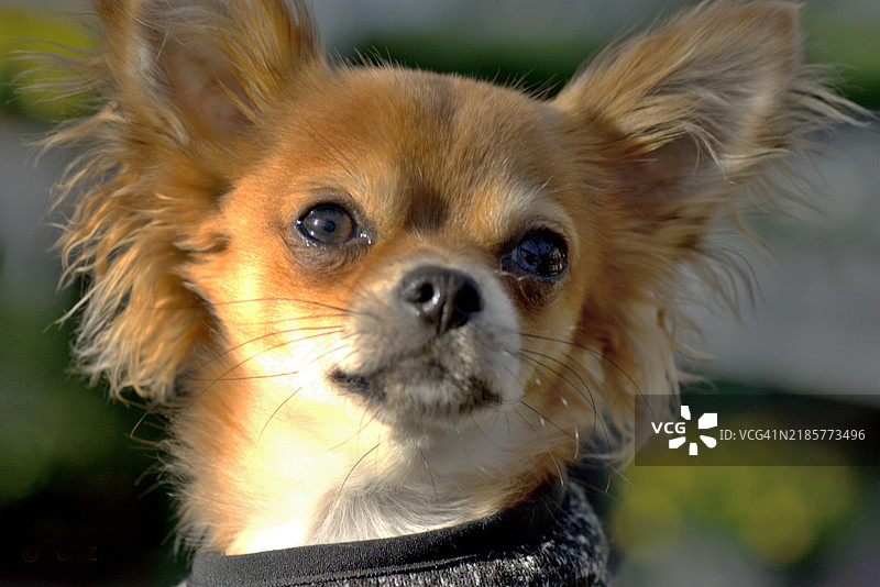 吉娃娃图片素材