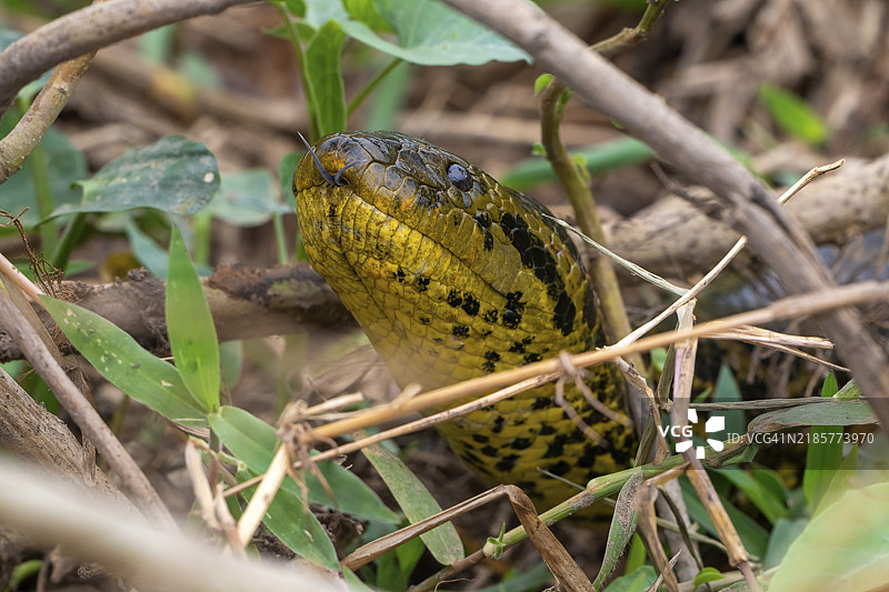 黄蟒(Eunectes notaeus),也称为巴拉圭蟒或南方蟒,蟒科(Boidae),动物肖像,潘塔纳尔,内陆,湿地,联合国教科文组织生物圈保护区,世界自然遗产地,湿地生境,巴西马托格罗索,南美洲图片素材