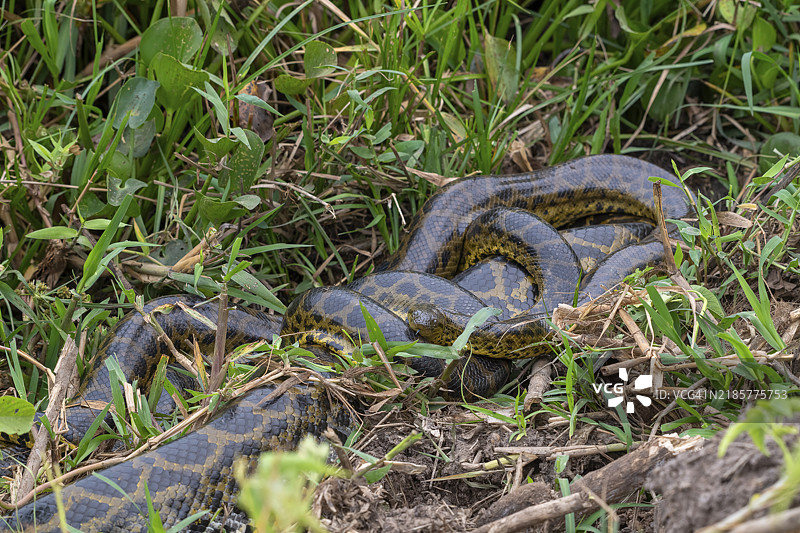 黄蟒（Eunectes notaeus），也称为巴拉圭蟒或南方蟒，蟒科（Boidae），繁衍，雌性明显大于雄性，潘塔纳尔，内陆，湿地，联合国教科文组织生物圈保护区，世界遗产，湿地生物群落，马图片素材