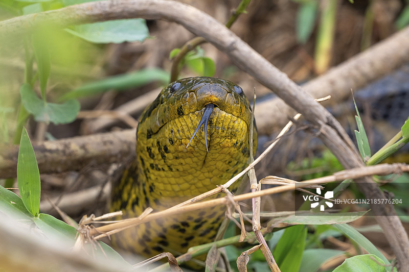 黄蟒(Eunectes notaeus),也称为巴拉圭蟒或南方蟒,蟒科(Boidae),动物肖像,潘塔纳尔,内陆,湿地,联合国教科文组织生物圈保护区,世界自然遗产地,湿地生境,巴西马托格罗索,南美洲图片素材