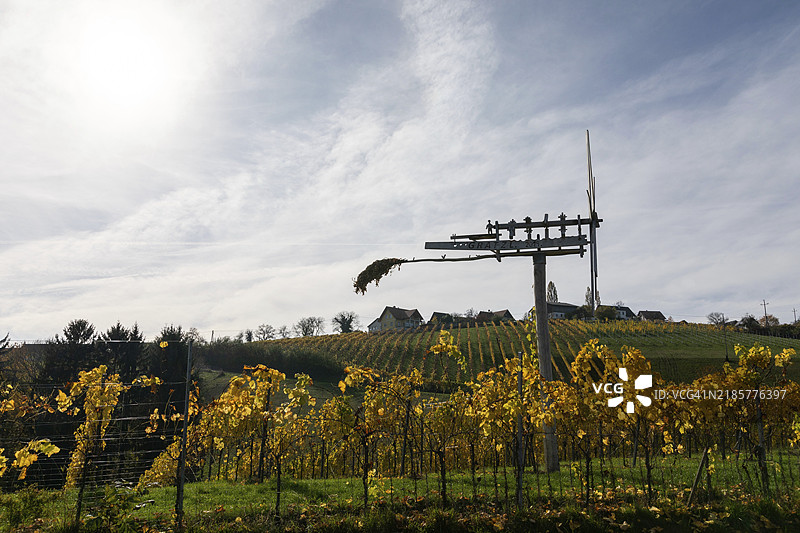 秋天的氛围，葡萄园中的克拉波特兹，靠近基策克，索萨尔葡萄酒产区，施蒂利亚，奥地利，欧洲图片素材