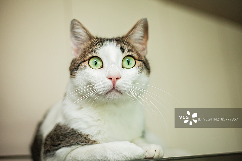 一只可爱宠物猫的肖像，神情警觉而好奇，目不转睛地盯着。图片素材