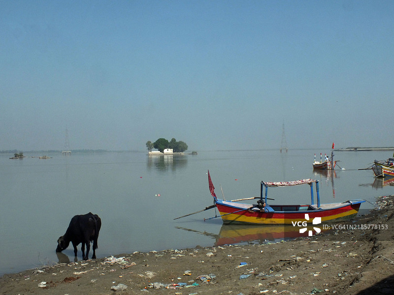 在印度河旁洗澡和吃草的水牛图片素材