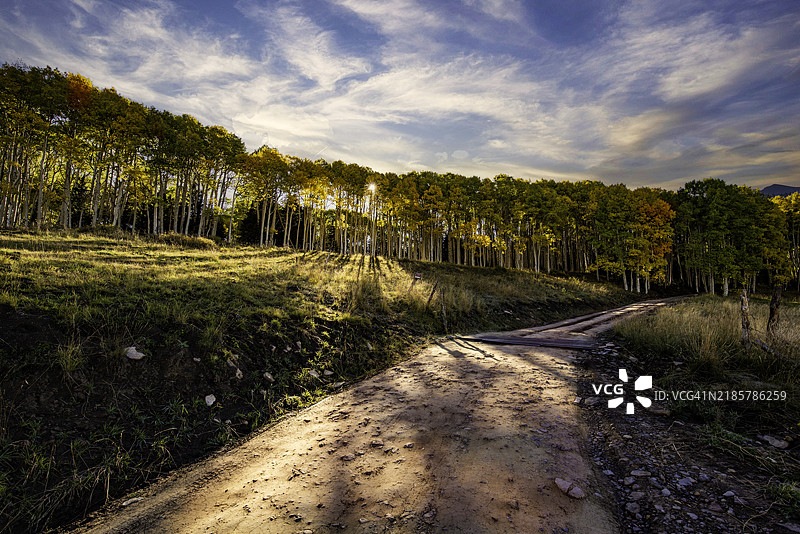 秋天的树叶在最后一美元路上图片素材