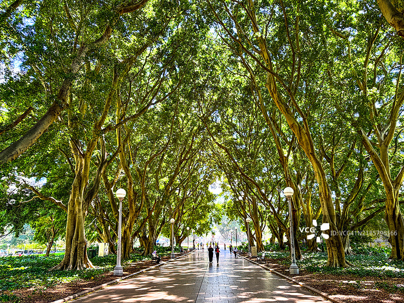 悉尼海德公园下走动的人们与无花果树相伴图片素材