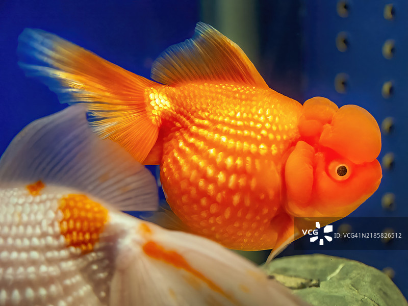 Ordana鱼图片素材