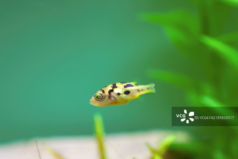 侏儒河豚图片素材