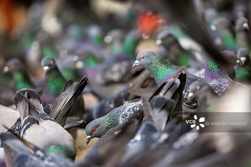 城市中的一群野鸽图片素材