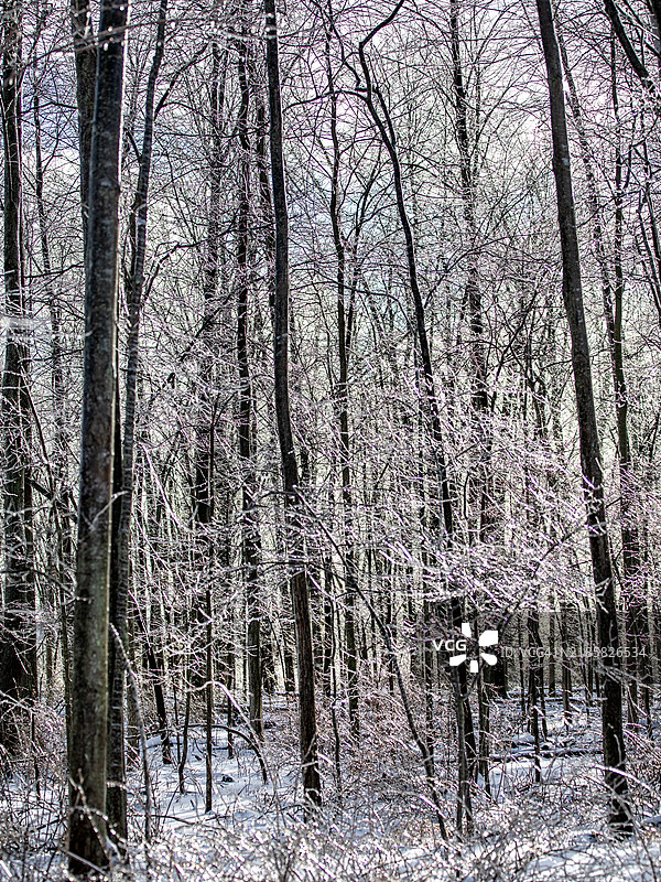森林中的冻雨图片素材