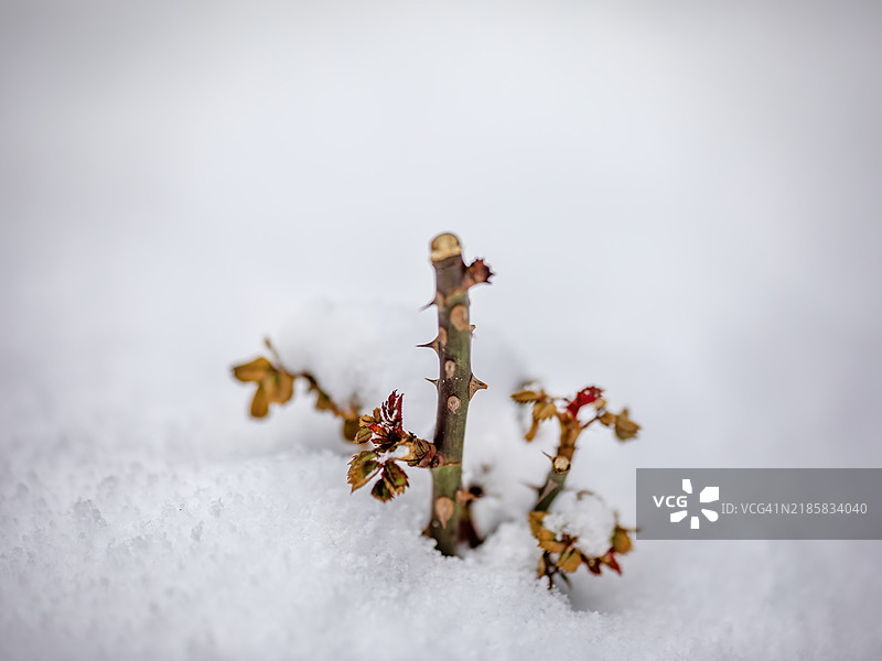 雪下的玫瑰图片素材