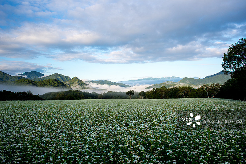 高津的荞麦田晨景图片素材