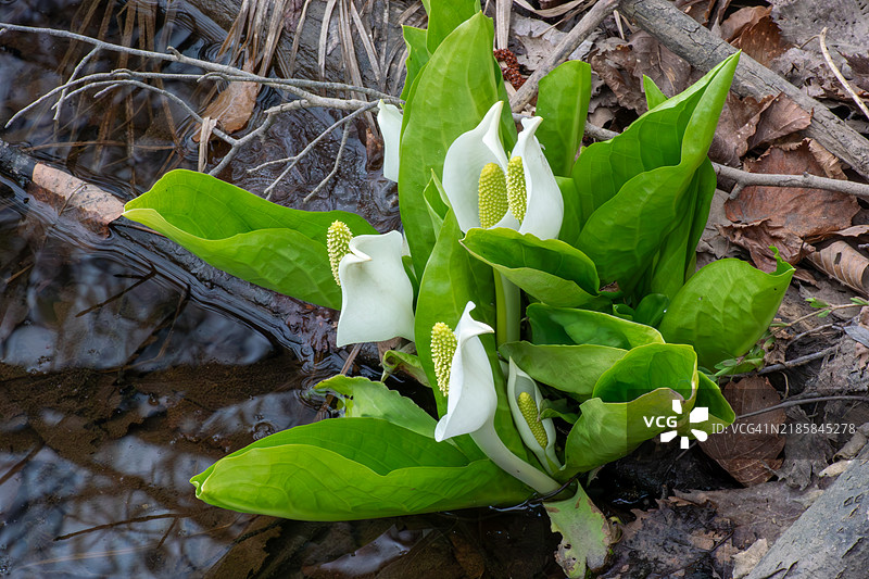 亚洲臭菜图片素材