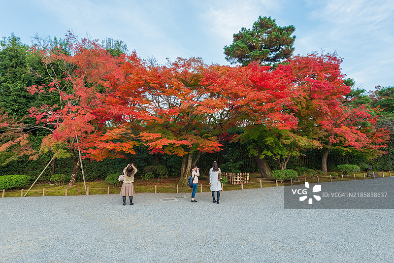 游客在日本京都的著名旅游景点平等院拍摄美丽的枫叶。图片素材