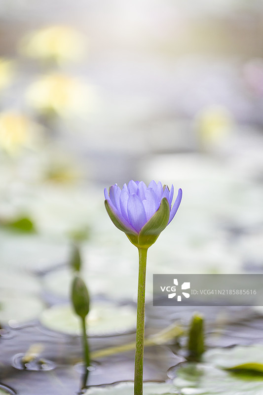 紫色睡莲花朵的特写视图。图片素材