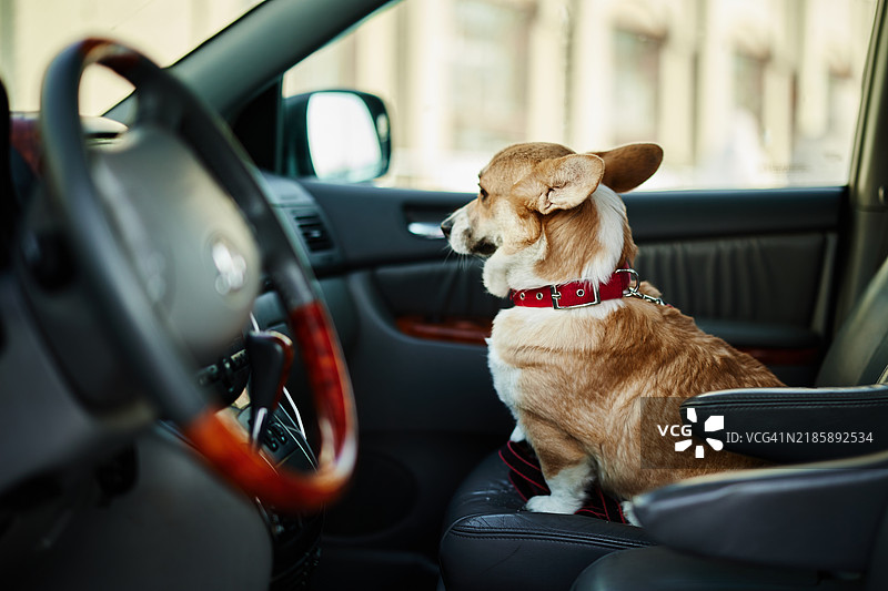 担心的狗在车里图片素材