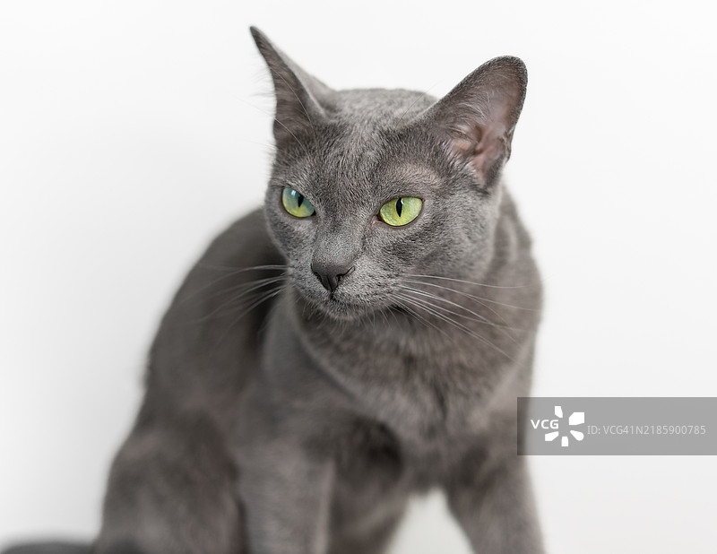 灰色猫咪在白色背景上图片素材