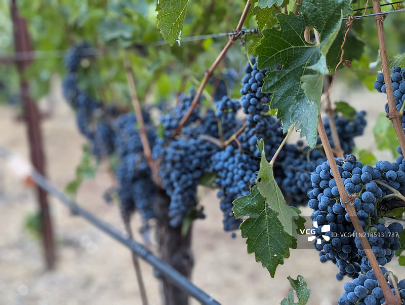 加州纳帕的葡萄园中生长的葡萄特写图片素材