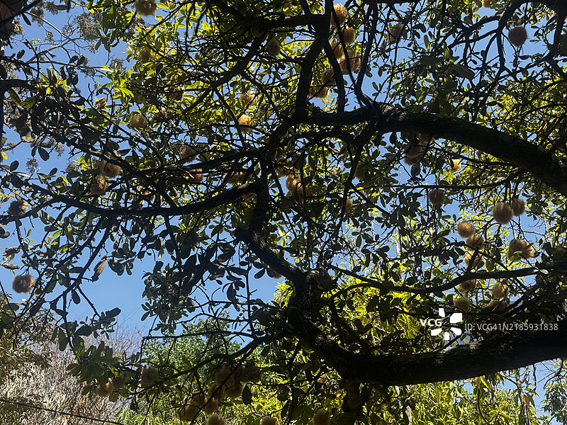 巴西米纳斯吉拉斯州塞特拉戈阿斯的天空下的树木图片素材