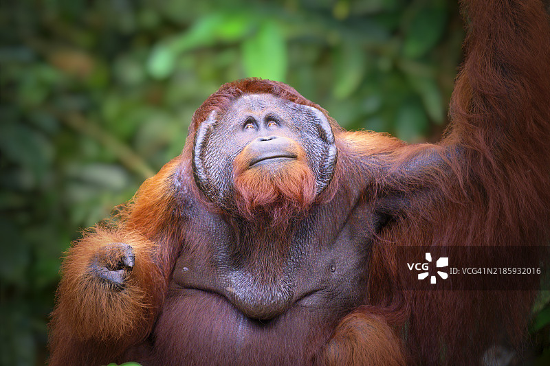 猴子的特写镜头图片素材