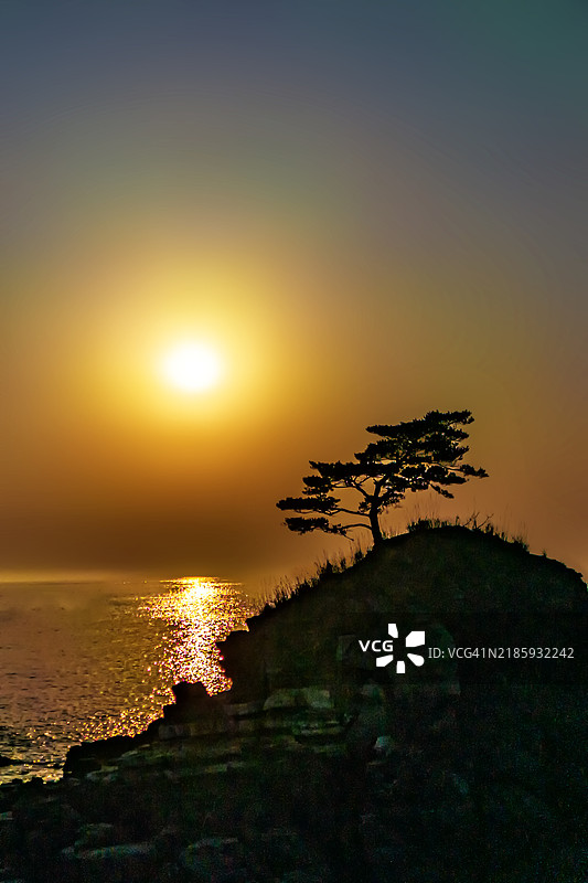树的黄昏图片素材