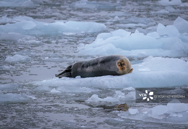 海象在斯瓦尔巴群岛的冰面上休息图片素材