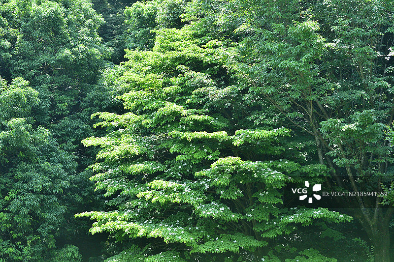 狗木：天上星星般的花朵盛开图片素材