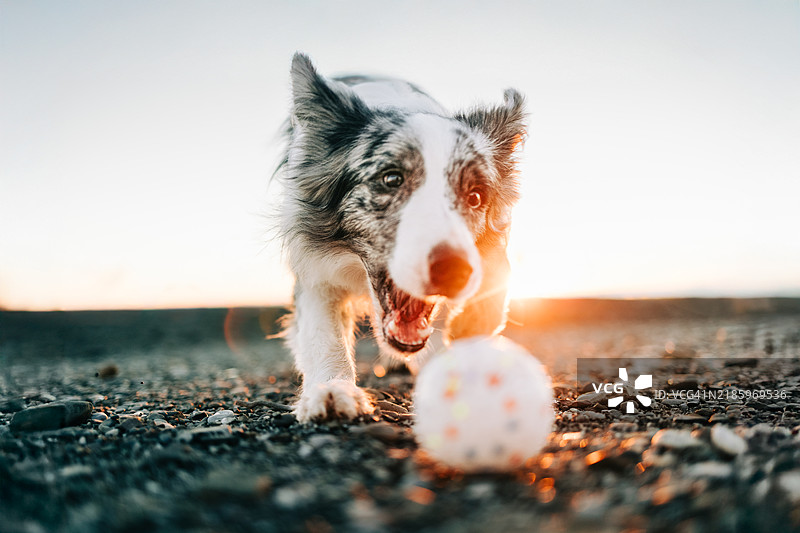 边境牧羊犬在日落时分玩球图片素材