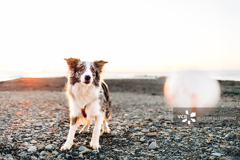 边境牧羊犬在日落时分玩球图片素材