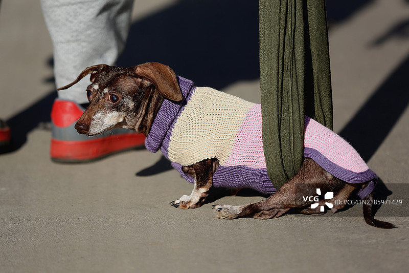 残疾的腊肠犬使用布带支撑后腿瘫痪，努力行走图片素材