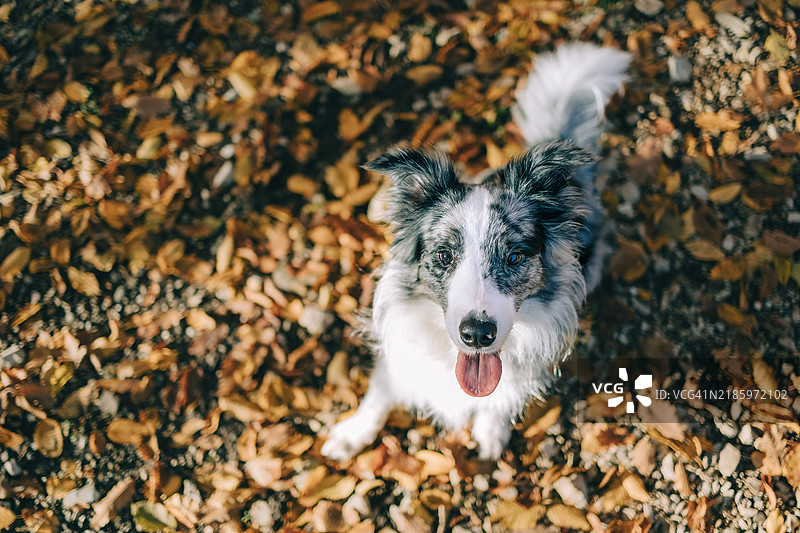 边境牧羊犬坐在秋季森林中覆盖着落叶的小路上图片素材
