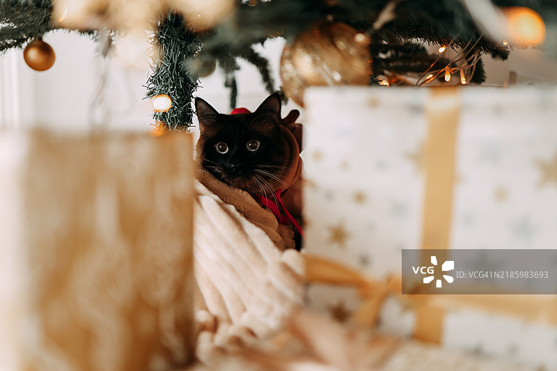 一只穿着红色针织毛衣的圣诞猫坐在家中，身旁是装饰好的圣诞树和礼物盒，享受着冬季十二月的圣诞假期。图片素材