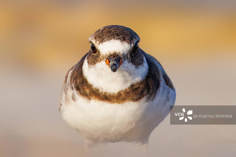 半掌鸻图片素材