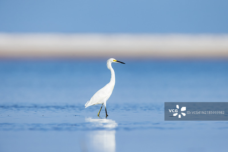 雪白苍鹭在海滩上图片素材