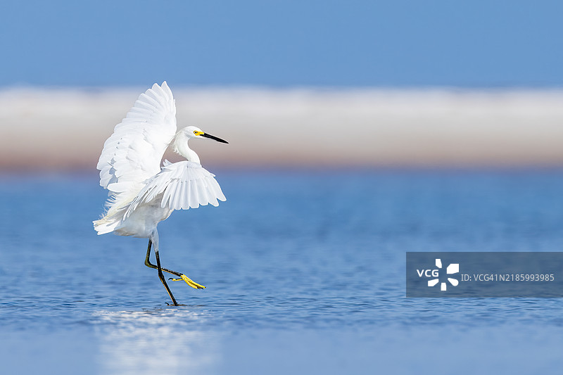 优雅的白鹭在海滩上图片素材
