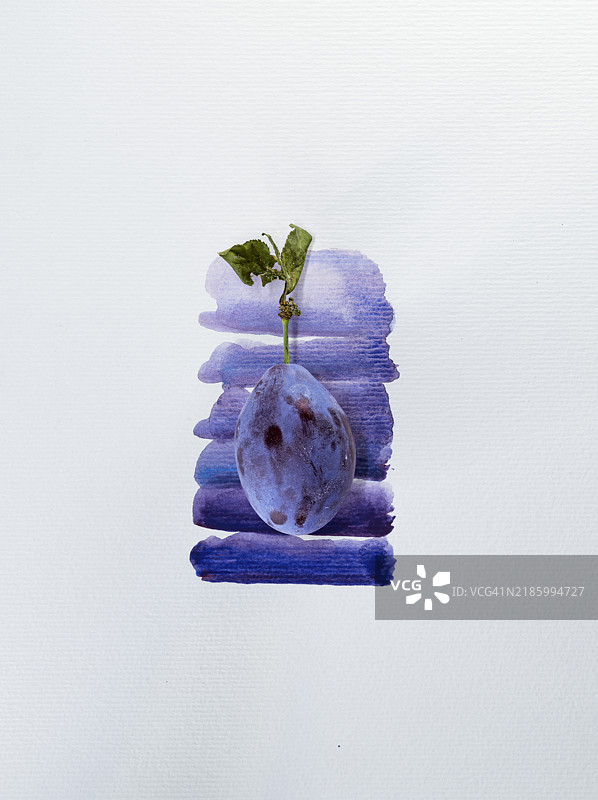 紫色李子特写，背景为紫色水彩画的白色画布图片素材