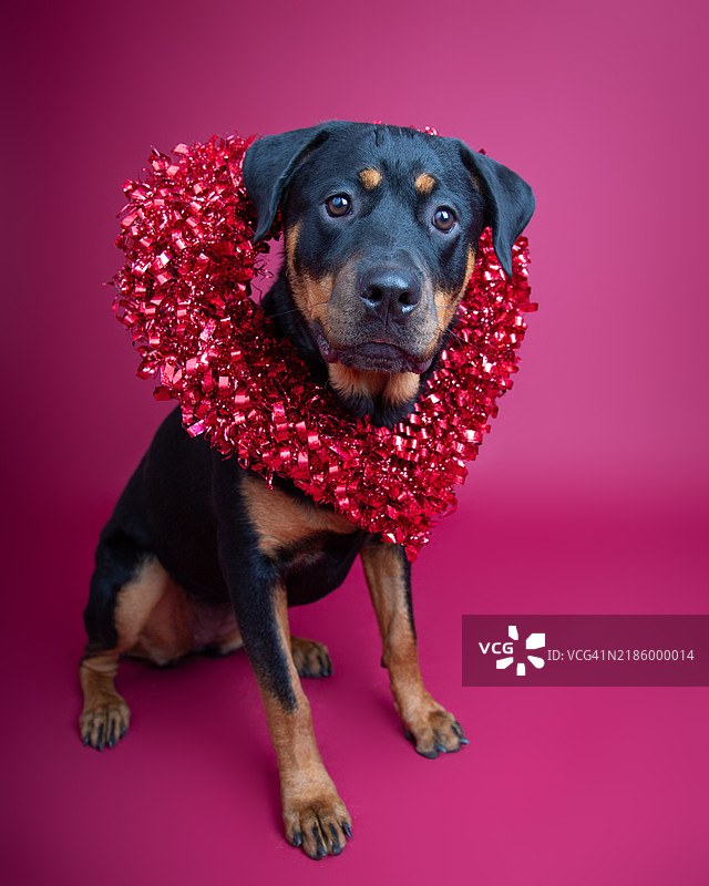 一只罗威纳犬脖子上挂着红色闪亮心形花环的肖像图片素材