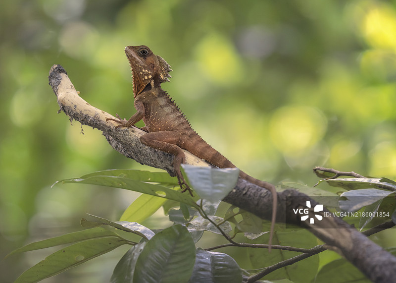 野生博伊德森林龙（Lophosaurus boydii）栖息在澳大利亚郁郁葱葱的雨林灌木丛中的一根树枝上图片素材